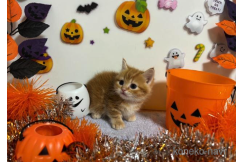 成約済の大阪府のマンチカン(短足)-68380の4枚目